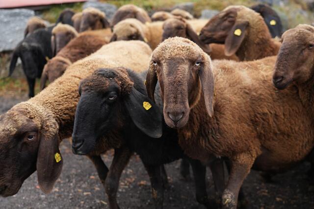 Foto: Julia Perktold