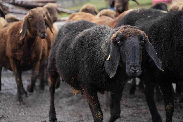 Foto: Julia Perktold