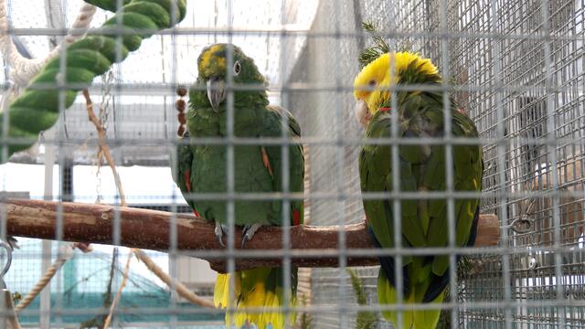 Die Papageien des Papageienschutzzentrums müssen Ende 2025 übersiedeln. Die Suche nach einem geeigneten Quartier gestaltet sich schwierig. | Foto: Andreas Pölzl/ MeinBezirk