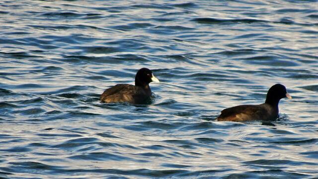 Foto: © Silvia Plischek