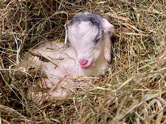 Im Streichelzoo des Zoo Schmiding in Krenglbach bei Wels gibt es Grund zur Freude: Ein Girgentana-Ziegen-Baby erblickte am Montag das Licht der Welt. Weil die Ziegenart als "gefährdete Haustierrasse" gelte, zeigt man sich besonders erfreut. | Foto: Zoo Schmiding