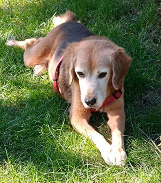 Rüde LUKE
Luke ist ein sehr lieber Beaglemix, der in Sardinien ins Tierheim musste, weil seine Besitzerin sich nicht mehr kümmern konnte.
Luke dürfte viel alleine unterwegs gewesen sein, denn in seinem Körper befinden sich mehrere Schrotkugeln und Kugeln von einem Luftdruckgewehr.
Ein Hinterbein zeigt am Gelenk eine Luxation.
Das Gelenk ist darum versteift, er humpelt etwas, kann aber trotzdem sehr schnell laufen und bewegt sich gerne. Er bekommt ein Schmerzmedikament. Mittlerweile ist der 9-jährige Luke kastriert.
Der letzte Check beim Tierarzt zeigte, dass das Medikament gegen die Herzwürmer abgesetzt werden kann und er nur noch 1x monatlich ein Wurm-SpotOn benötigt.
Luke ist ein ganz liebenswerter Hundebub, der gerne kuschelt und schmust.
Er meldet Besucher und begrüßt dann alle freudig und mag auch Kinder sehr gerne.
Auf der Pflegestelle lebt Luke problemlos mit zwei Hündinnen zusammen und zeigt sich auch mit Rüden gut verträglich.
Rassebedingt zeigt er Jagdtrieb, buddelt gerne nach Mäusen und beim Spaziergang wird alles ganz genau beschnuppert.
Luke sucht ein Zuhause in ländlicher Umgebung am liebsten mit einem großen, ausbruchsicheren Garten und möglichst wenig Treppen, wo er endlich ein ruhiges Leben in Sicherheit führen darf.

Erreichen kann man Luke unter:
0699/11287394 oder tullner-pfotenhilfe@gmx.at | Foto: Pfotenhilfe Tulln