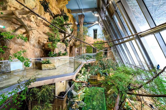 So präsentiert sich der neue Krokipark im Haus des Meeres seit heute seinen Gästen.  | Foto: Dominik Moser