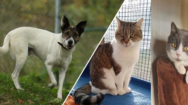 Beorn, Eddy und Maisie sind auf der Suche nach einem warmen Zuhause | Foto: Tierschutzverein Tirol