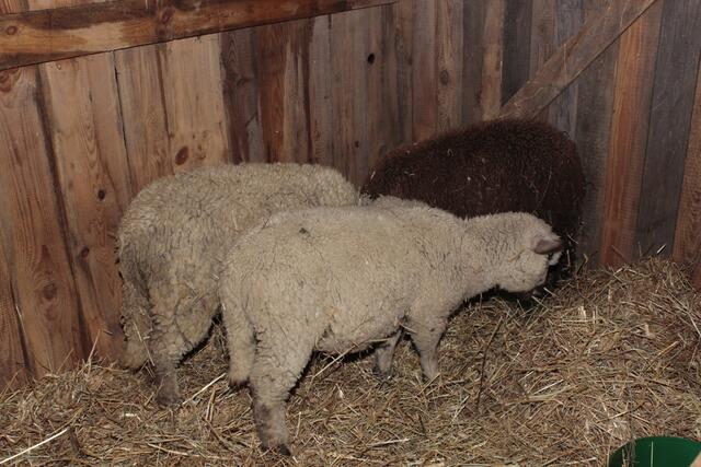 Foto: Walter Kellner