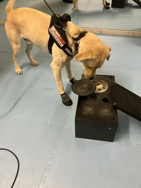 "Dank der Spürnase des Diensthundes Seven gelang es, fünf in Plastik eingeschweißte Pakete mit jeweils 20.000 Euro – insgesamt also 100.000 Euro – aufzufinden, die versteckt aufbewahrt wurden", so das Finanzministerium.  | Foto: BMF/ABB