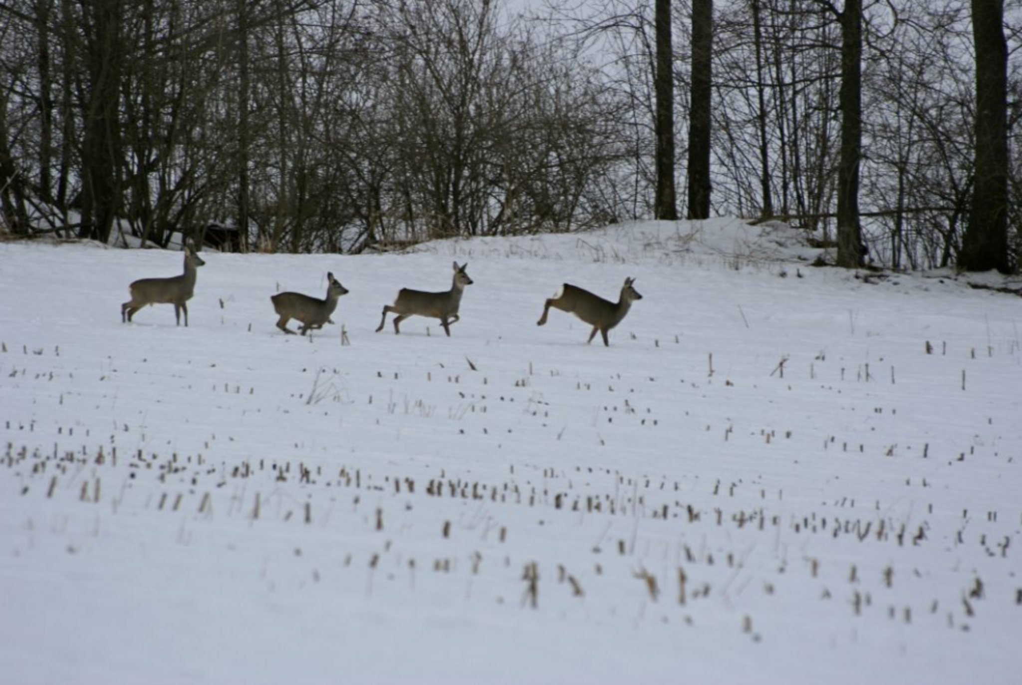 R-cksichtsvoll-durch-die-verschneite-Natur
