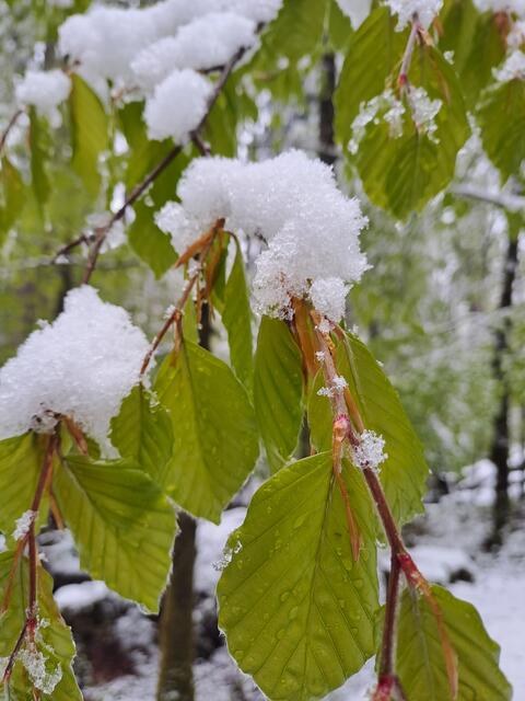 Buchenlaub im Schnee | Foto: Bundesforste