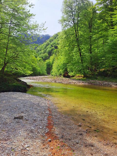 Buchenwälder im Hintergebirge | Foto: Bundesforste