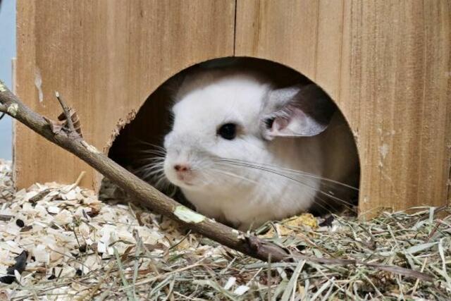 Wer nimmt Gin Tonic bei sich auf? | Foto: TSV St. Pölten