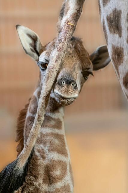 Neues Giraffenbaby im Zoo Schmiding in Krenglbach. Das Junge sei wohlauf und habe einen gelungenen Start ins Leben hingelegt. | Foto: Schmiding / Peter Sterns