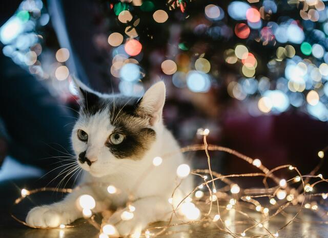 Katzen können beim Spielen etwa kratzen und Kinder verletzten. | Foto: Jasmin Schuler auf Unsplash