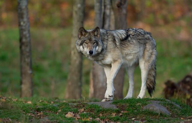 In Hermagor wurde ein Wolf erlegt. (Symbolfoto) | Foto: StadtKommunikation / Jim Cumming