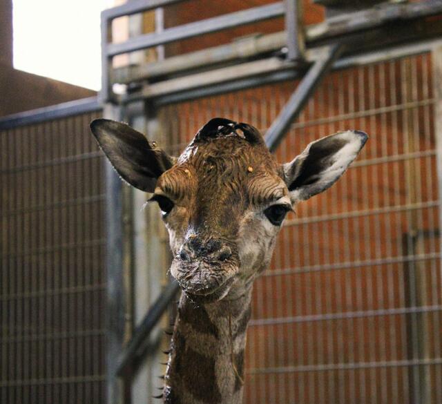 Neues Giraffenbaby im Zoo Schmiding in Krenglbach. Das Junge sei wohlauf und habe einen gelungenen Start ins Leben hingelegt. | Foto: Schmiding / Peter Sterns