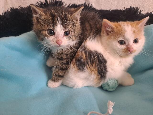 Die zwei ausgesetzten Kätzchen sind nun bei der Pfotenhilfe. | Foto: Pfotenhilfe