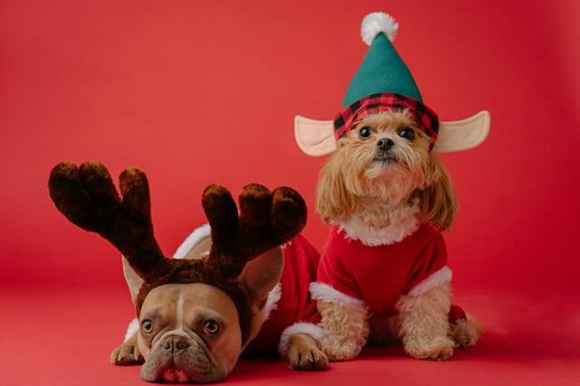 Die Tierschutzombudsstelle Steiermark würde generell davon abraten, ein Haustier zu Weihnachten zu verschenken, weil zu den Weihnachtsfeiertagen oft viel zu viel los ist, damit das Tier ruhig ankommen kann. | Foto: Karsten Winegeart auf Unsplash