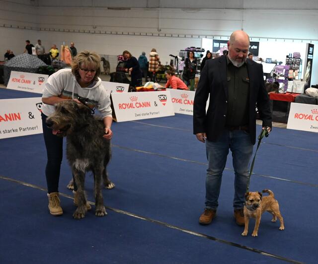 Border Terrier als Jagdhunderasse. 