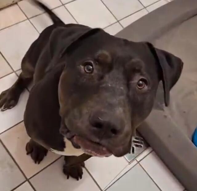 Komplett in Panik geraten, kratzte sich Tierheimhund Samy seine Pfoten in der Arche Wels auf – Grund dafür war lautes Knallen mitten in der Nacht. Man vermutet Feuerwerk. | Foto: Tierheim Arche Wels