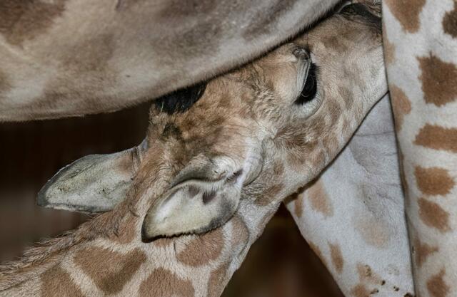 Neues Giraffenbaby im Zoo Schmiding in Krenglbach. Das Junge sei wohlauf und habe einen gelungenen Start ins Leben hingelegt. | Foto: Schmiding / Peter Sterns