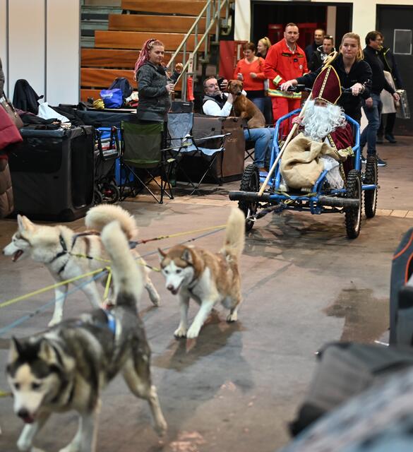 Nikolaus kommt mit den Huskys. Schlittenhunde