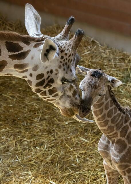 Neues Giraffenbaby im Zoo Schmiding in Krenglbach. Das Junge sei wohlauf und habe einen gelungenen Start ins Leben hingelegt. | Foto: Schmiding / Peter Sterns