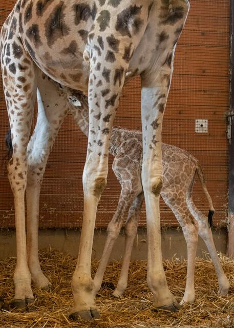 Schon nach kurzer Zeit suchte das neu geborene Giraffen-Jungtier im Zoo Schmiding instinktiv nach der Milch seiner Mutter. | Foto: Schmiding / Peter Sterns