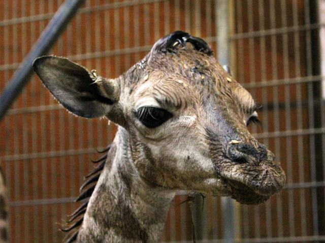 Neues Giraffenbaby im Zoo Schmiding in Krenglbach. Das Junge sei wohlauf und habe einen gelungenen Start ins Leben hingelegt. | Foto: Schmiding / Peter Sterns