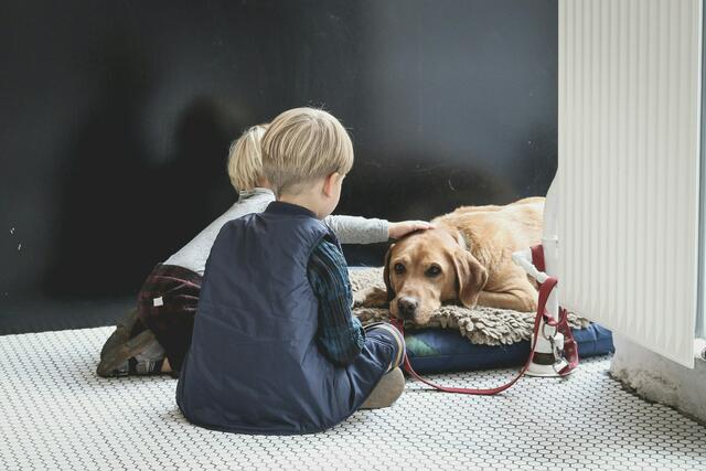 Kinder sollten erst ab den 14. Lebensjahr alleine mit einem Hund spazieren gehen und zudem lernen, einen Hund weder im Körbchen noch beim Fressen zu stören. | Foto: sabina fratila auf Unsplash
