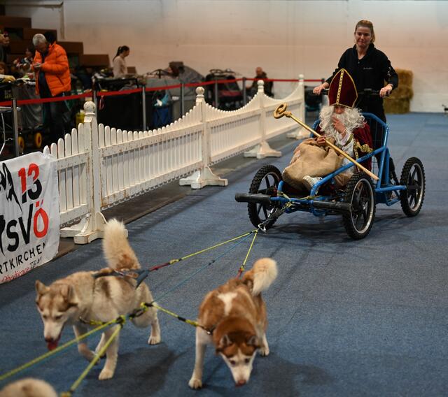 Nikolo kommt mit den Huskys. Schlittenhunde 