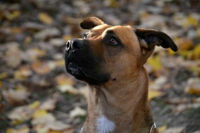 Auch Shadow hat ein neues Zuhause verdient. | Foto: TSV St. Pölten