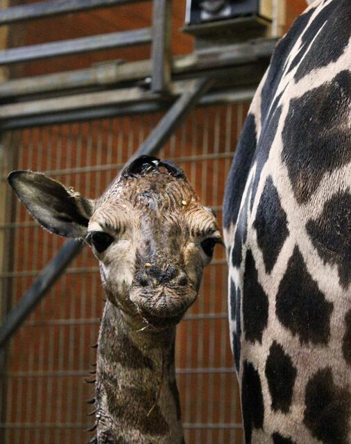 Neues Giraffenbaby im Zoo Schmiding in Krenglbach. Das Junge sei wohlauf und habe einen gelungenen Start ins Leben hingelegt. | Foto: Schmiding / Peter Sterns