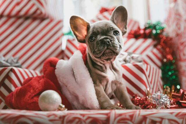Die Tierschutzombudsstelle Steiermark erklärt entschieden, Haustiere sind keine Waren, sondern Lebewesen und sollten nicht ohne weiteres zu Weihnachten verschenkt werden. | Foto: Jakob Owens auf Unsplash