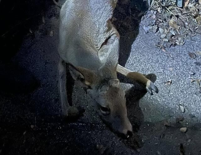 Das Reh konnte nicht allein aus der Situation und war auf die Hilfe der Florianis angewiesen. | Foto: Feuerwehr Ferlach