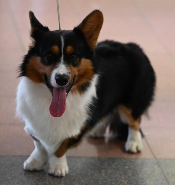 Corgie