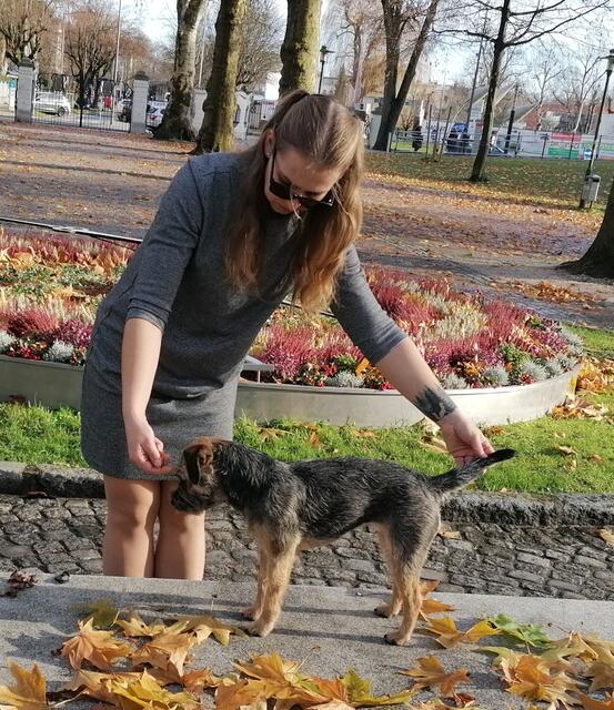 Border Terrier - Jagdhunderasse