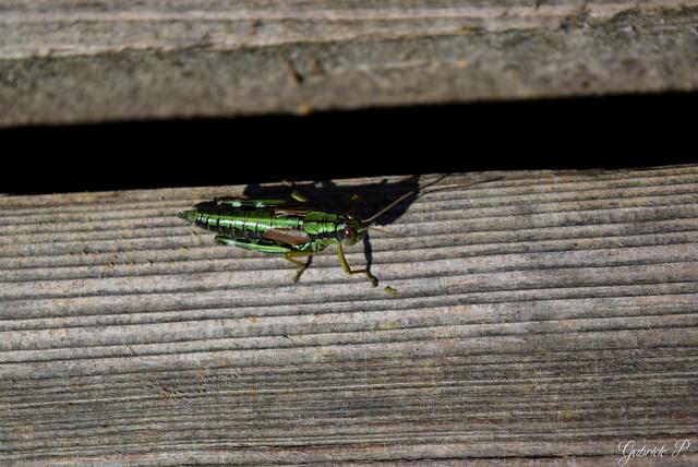 Diesen kleinen Begleiter entdeckte Regionautin Gabriele Pröller auf ihrer Wanderung im Juli 2024. | Foto: Gabriele Pröller