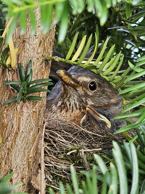 Dieses Vogelnest entdeckte Regionaut Sebastian Grüneis im Juni 2024 in Nachbars Garten. "Unauffälliger kann man wohl nicht wohnen", schreibt er dazu. | Foto: Sebastian Grüneis