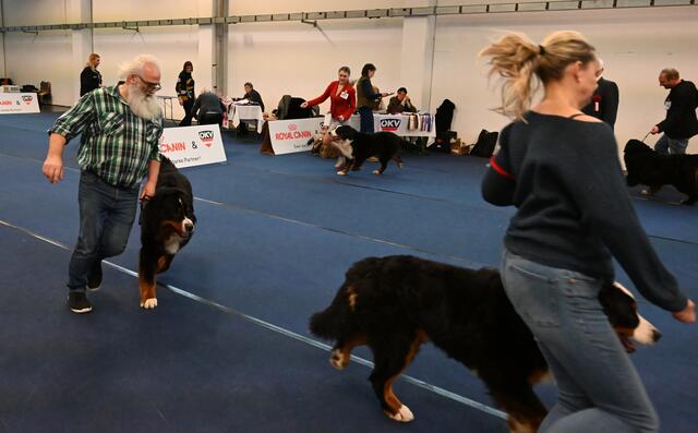 Zughunde - www.zughund.at