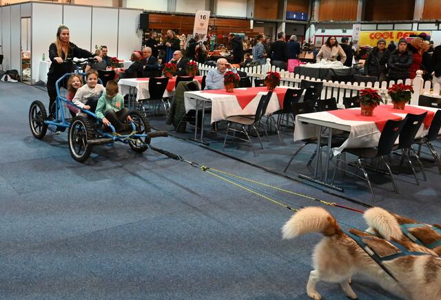 Schlittenhunde - "HSV-ÖSHS - Heeressportverein Österreichischer Schlittenhundesportclub".