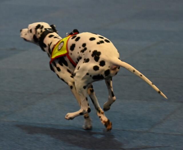 Rettungshunde - Öst. Rettungshundebrigade
Dalmatiner