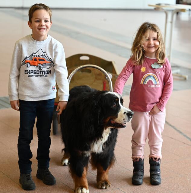 Auch Kinder können trainierte Berner Sennenhunde führen. 
Zughunde - www.zughund.at