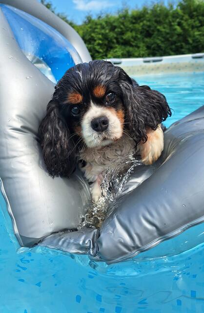 Ihre Hündin Daphy ist ein Lieblingsmotiv von Regionautin Monika Redinger – entstanden im August 2024. | Foto: Monika Redinger