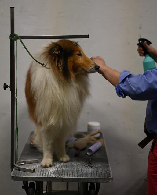 Liebevoll wird der Collie auf den Auftritt vorbereitet.