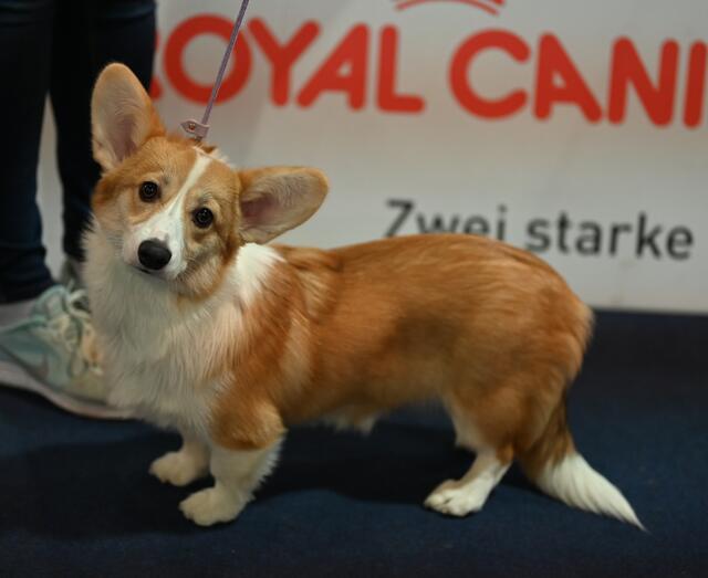 Corgie