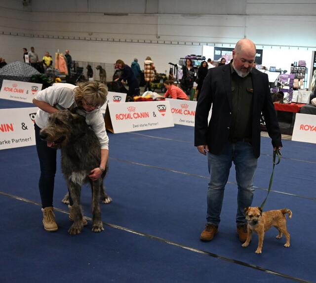 Border Terrier - Jagdhunderasse