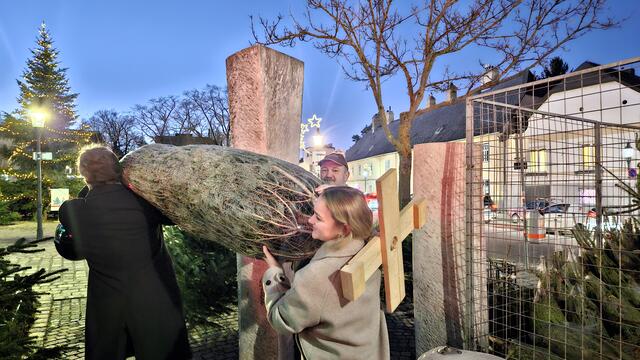 Ab 12. Dezember werden in Wien Weihnachtsbäume angeboten. | Foto: MA 59