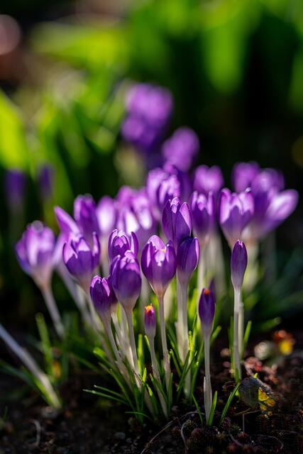Der Frühling erwacht: Regionaut Reinhard Stemmer postete im März 2024 diese "wundervollen Krokusse".  | Foto: © Reinhard Stemmer