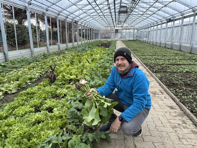 Gärtnermeister Simon Wedenig erntet in seinen unbeheizten Glashäusern täglich frisches Bio-Wintergemüse.  | Foto: MeinBezirk.at