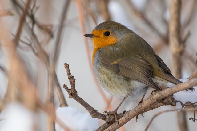 Melden Sie pro Vogelart jeweils die gleichzeitig gesichtete Höchstzahl.  | Foto: BirdlLife Österreich/Samuel Schnierer