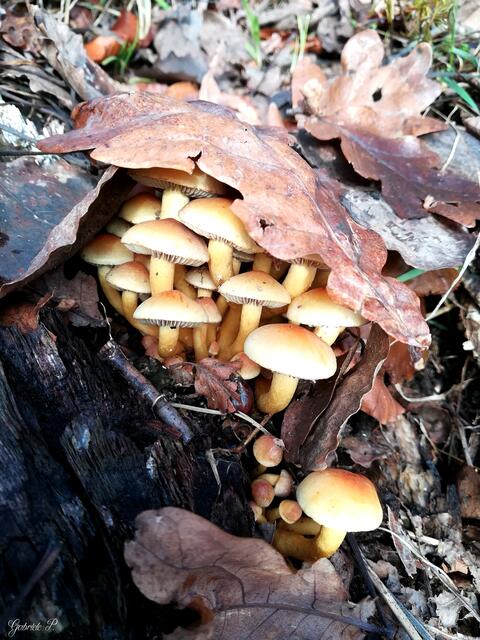 "Gut behütet" nannte Gabriele Pröller ihr Foto aus dem Februar 2024.  | Foto: Gabriele Pröller